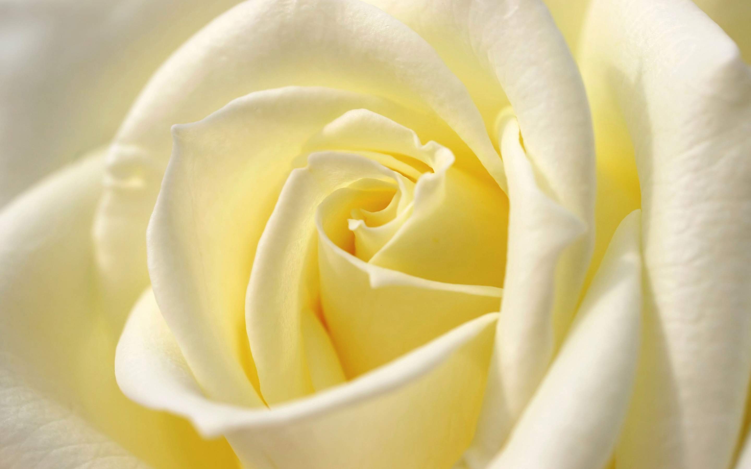 Бледный желто розовый. Кремовый цвет. Бежевые розы. Белые розы. Фотообои розы.